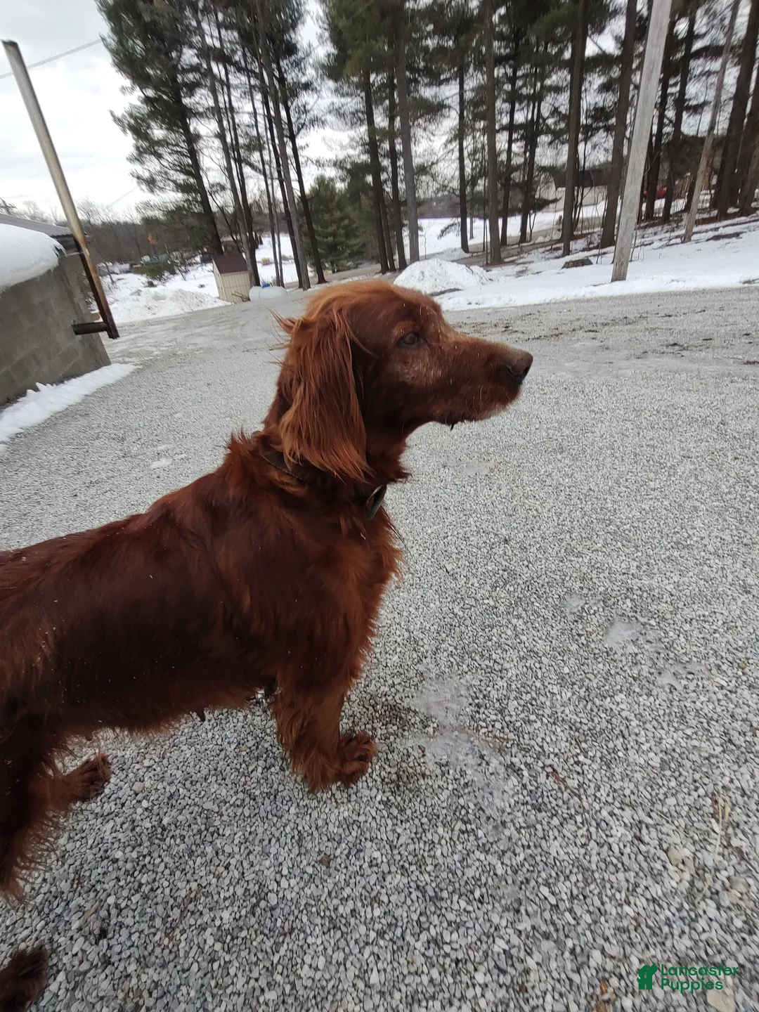 Irish Setter dogs for sale: Irish Setter Puppy 1 - Ad 2