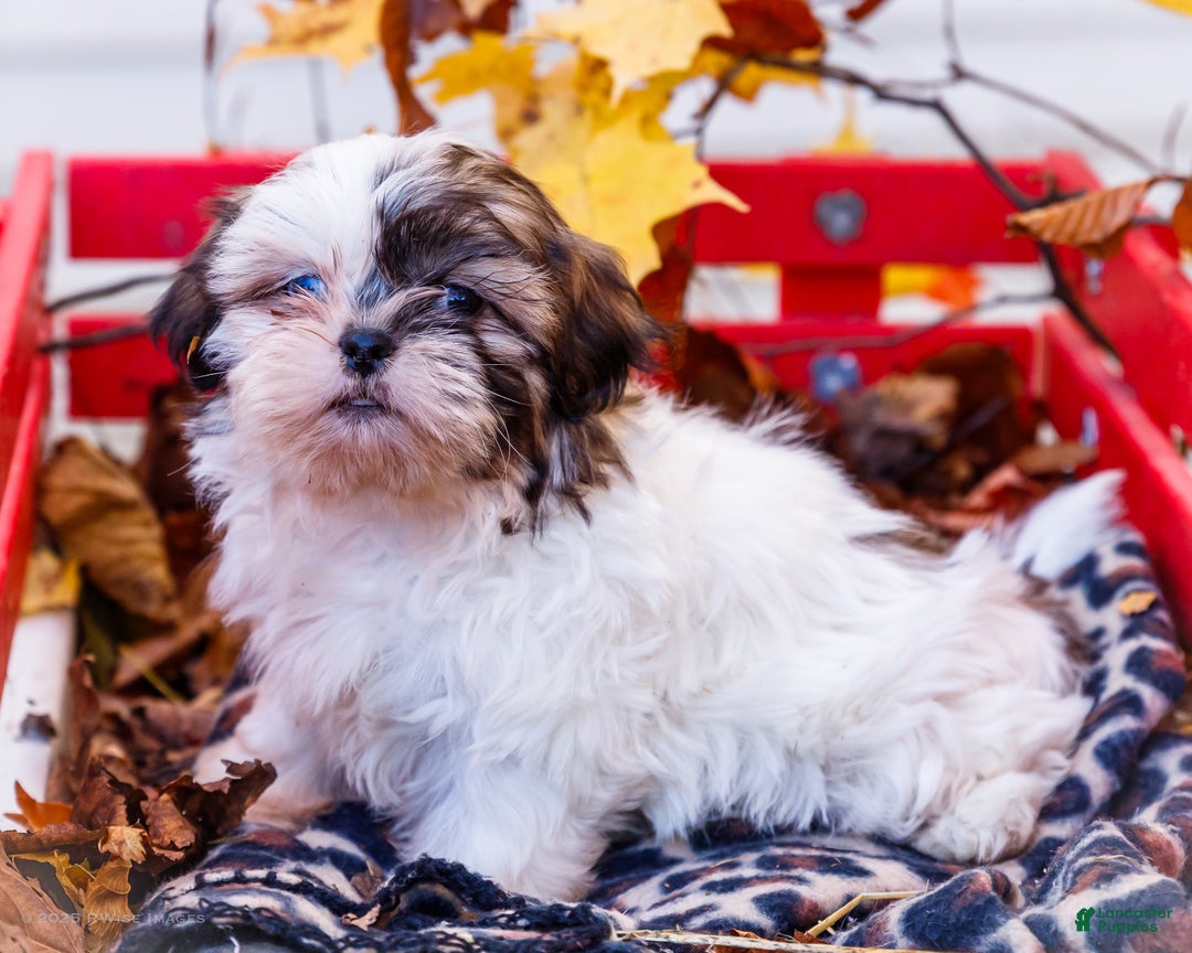 Shih Tzu dogs for sale: Lanelle - Ad 9