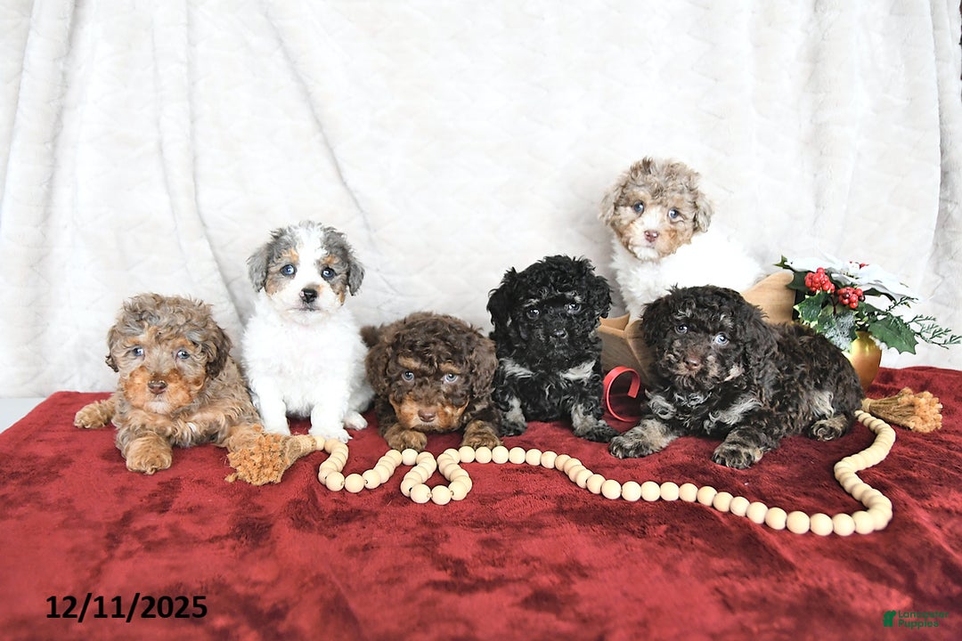 Miniature Poodle dogs for sale: Princess EXTRA SMALL - Ad 3