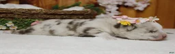 Pomsky dogs for sale: Muffy  - Ad 11