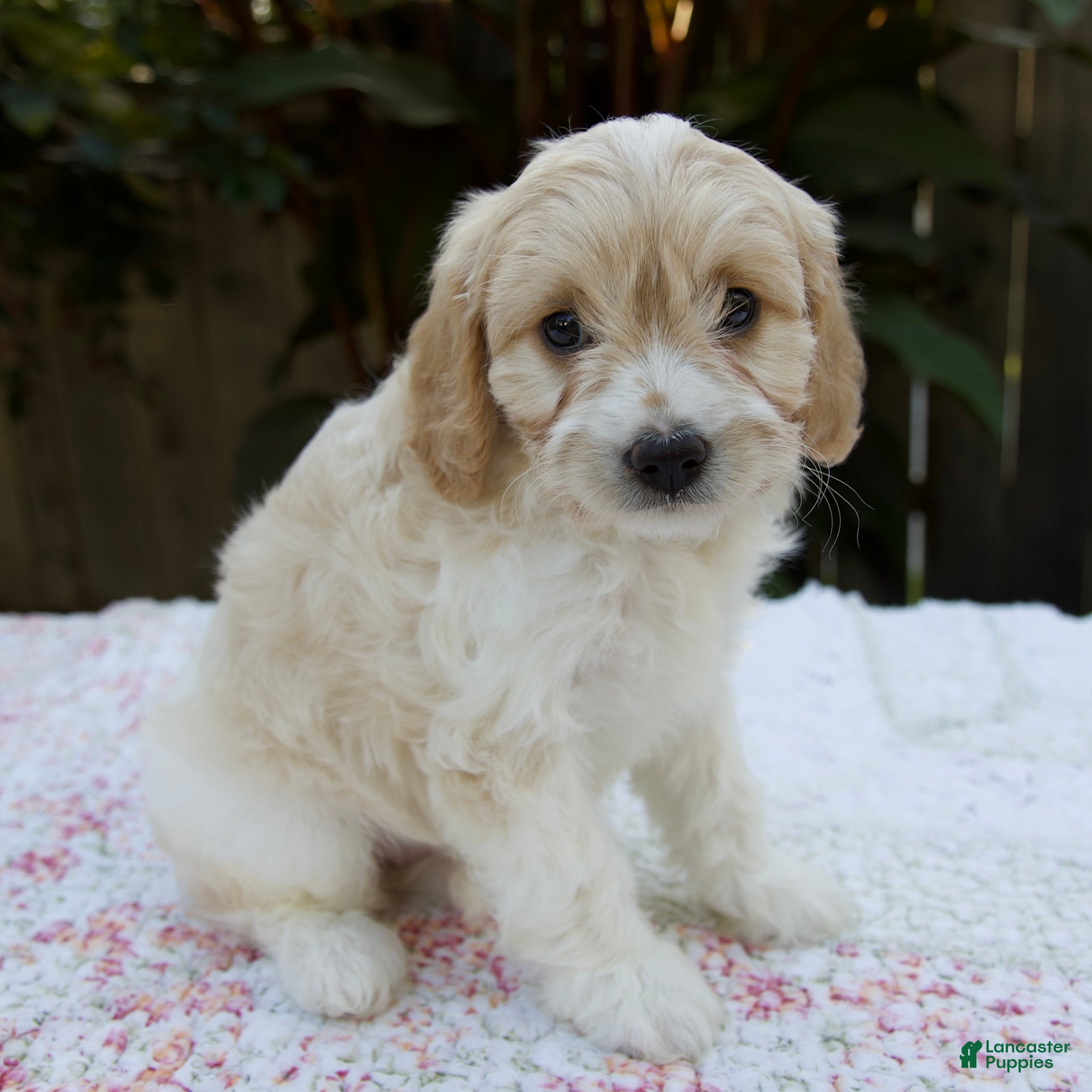 Cavapoo dogs Frankie - Ad 2