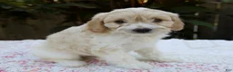 Cavapoo dogs for sale: Frankie - Ad 2