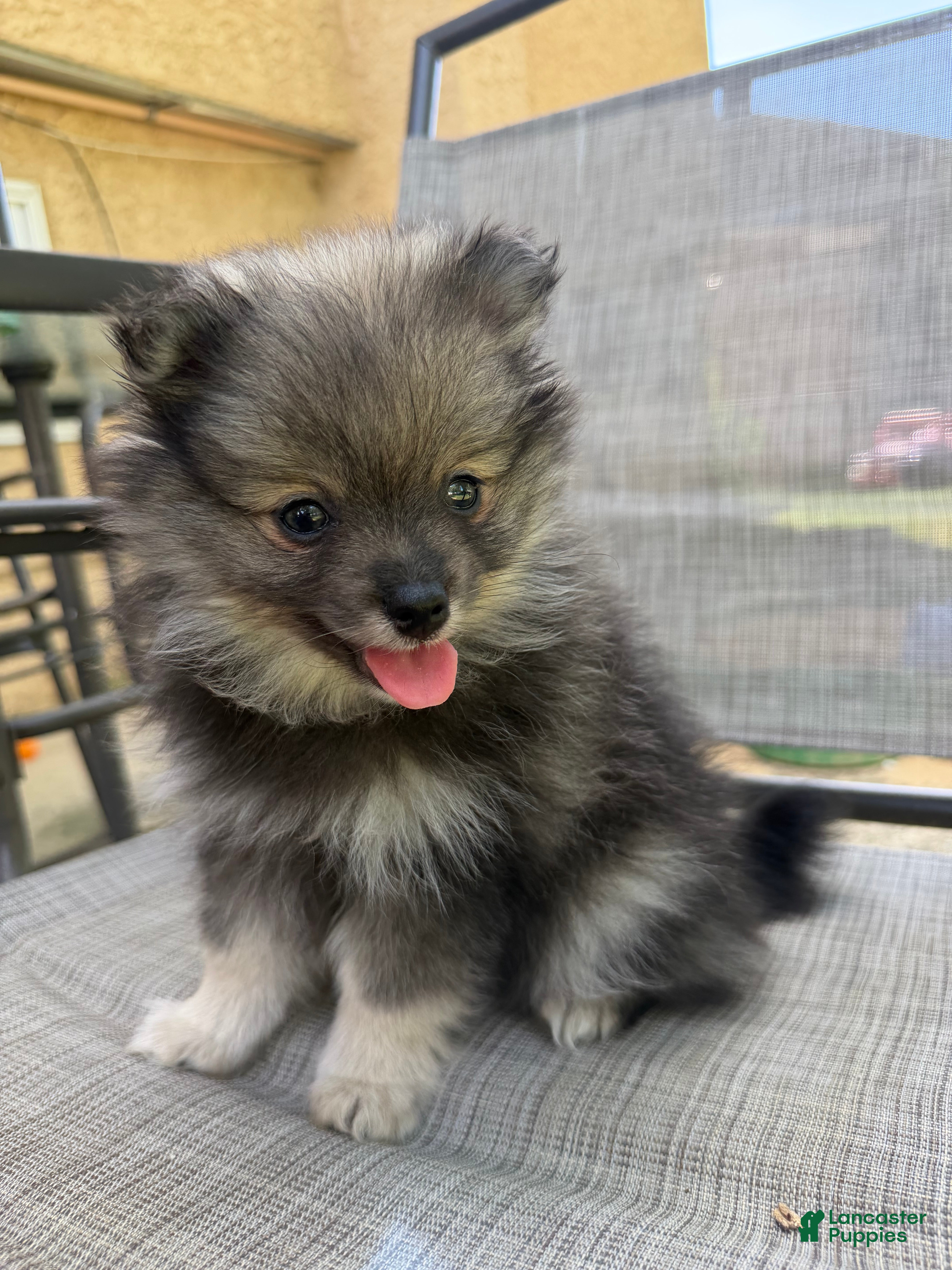 Pomeranian dogs Griselda - Ad 1