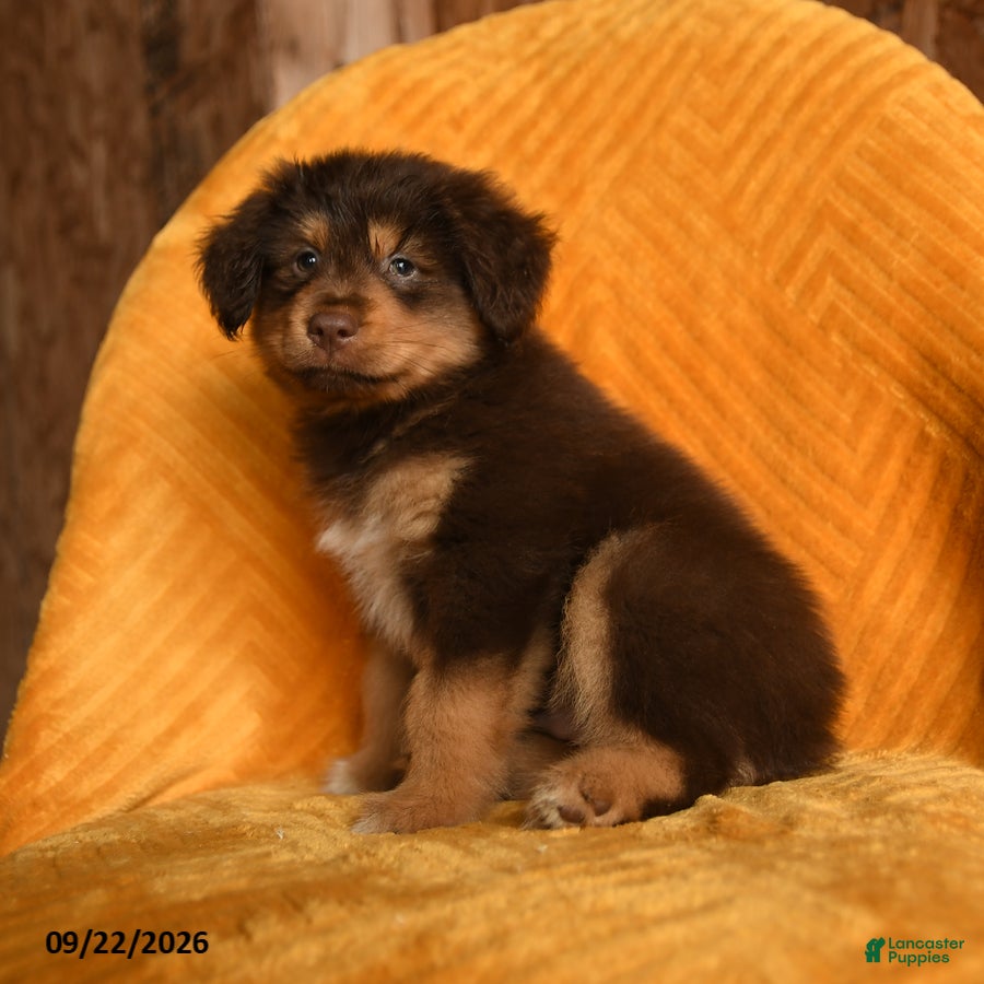 Mixed Breed dogs Banjo - Ad 1