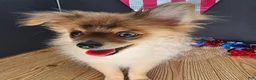 Pomeranian dogs for sale: Pepper's Long Shot - "Archer" - Ad 15