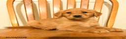 Golden Retriever dogs for sale: Bianca - Ad 4