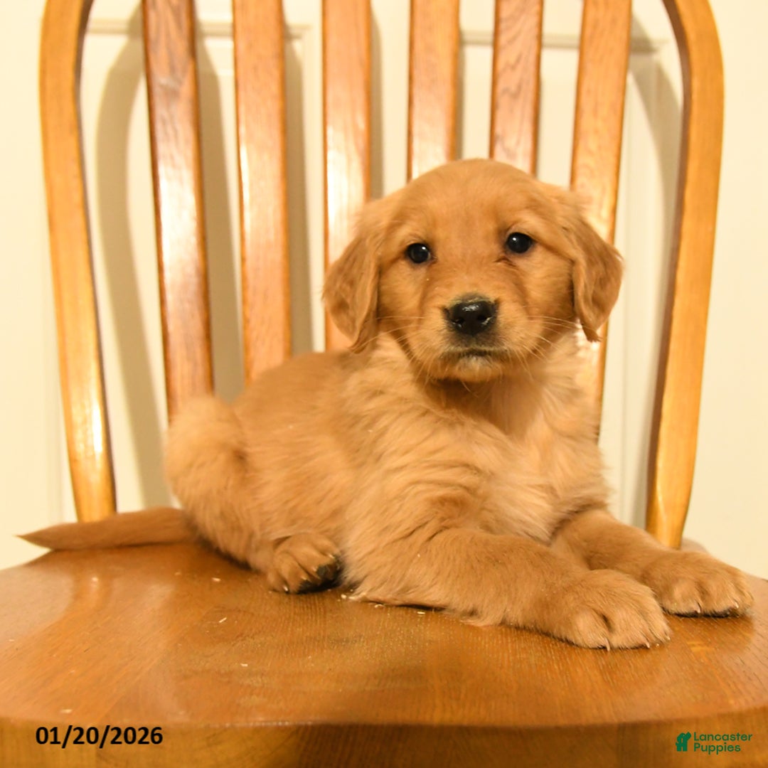 Golden Retriever dogs for sale: Bianca - Ad 4