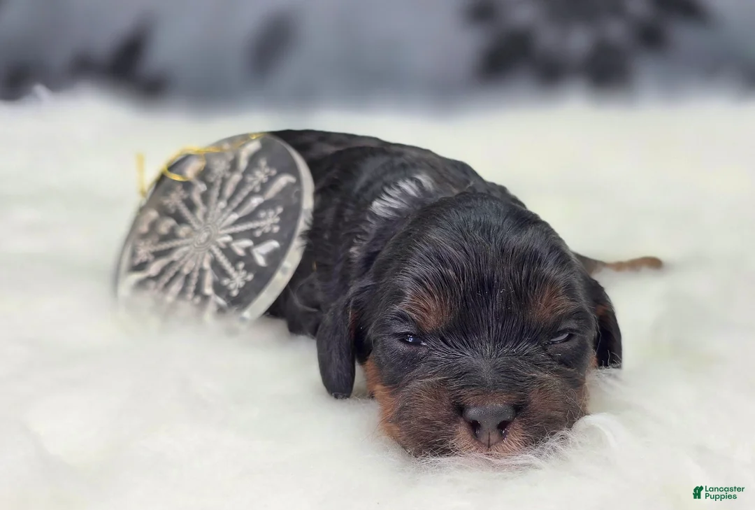 Cockapoo dogs for sale: Cosmo - Ad 2