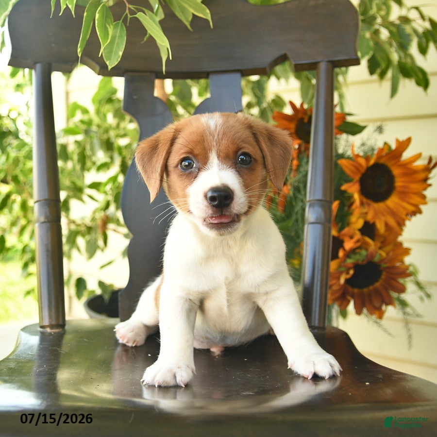 Jack Russell Terrier dogs Blu  - Ad 2