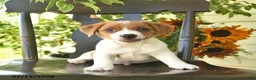 Jack Russell Terrier dogs for sale: Blu  - Ad 2