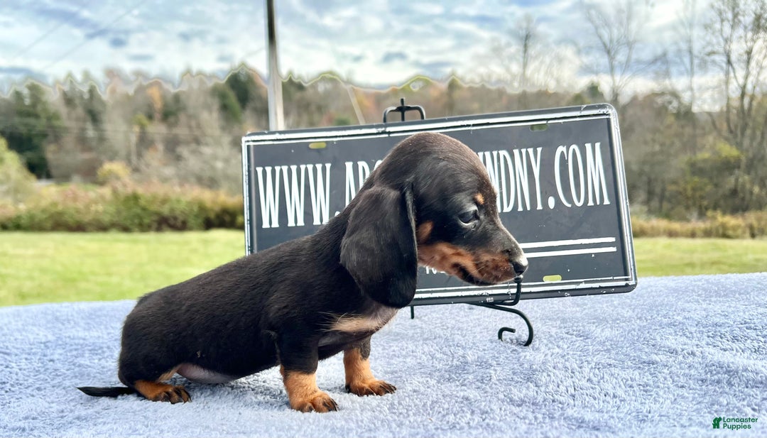 Miniature Dachshund dogs for sale: Import AKC female - Ad 12