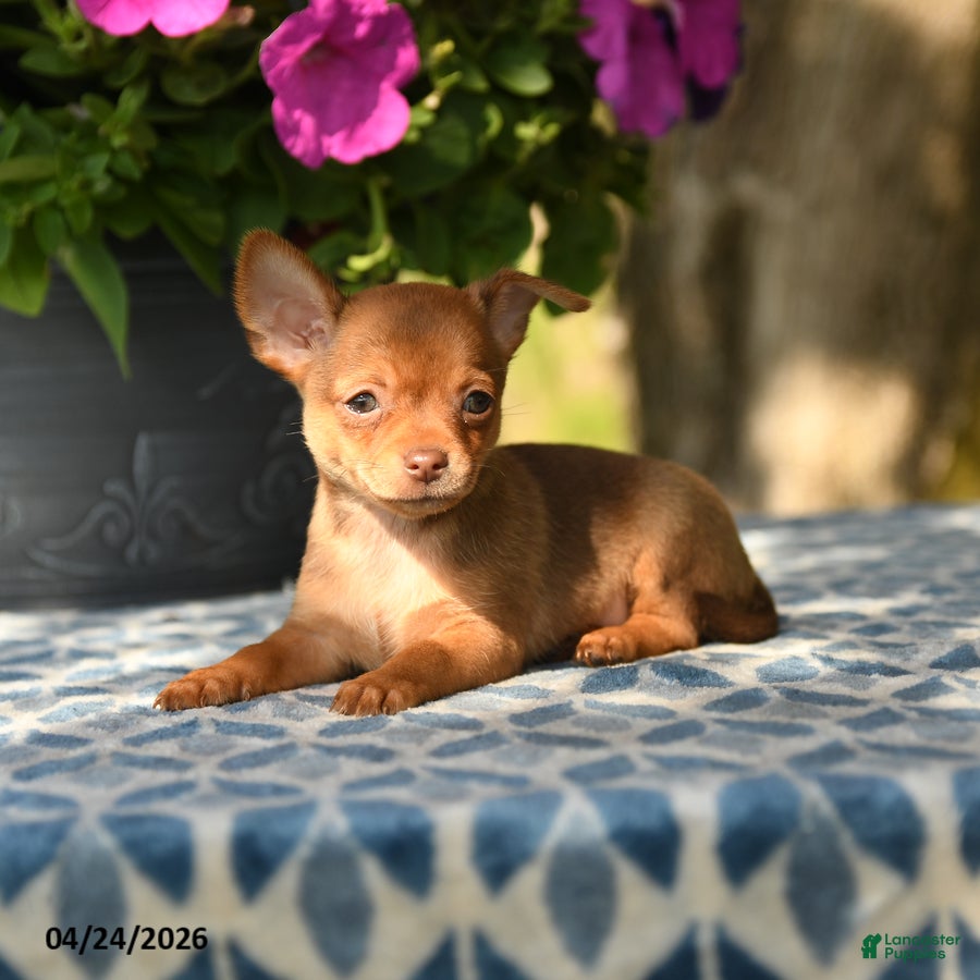 Chihuahua dogs Polly - Ad 2
