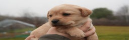 Labrador Retriever dogs for sale: Turbo - Ad 2