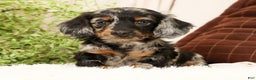 Miniature Dachshund dogs for sale: Milo - Ad 2