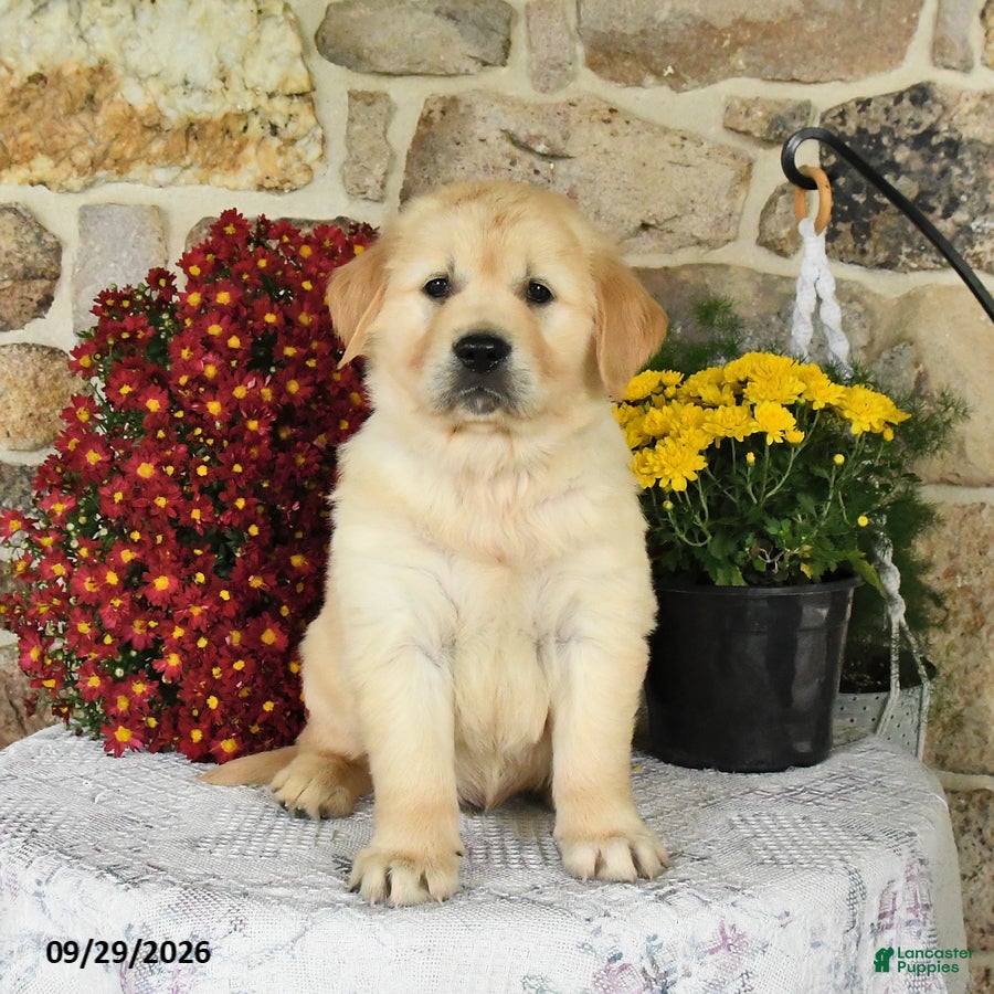Golden Retriever dogs for sale: Buster - Ad 2