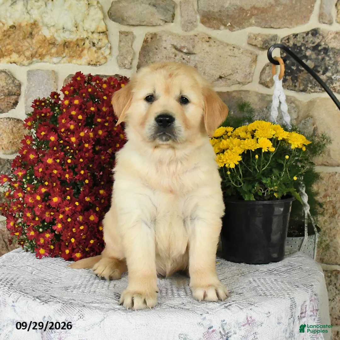 Golden Retriever dogs for sale: Buster - Ad 1