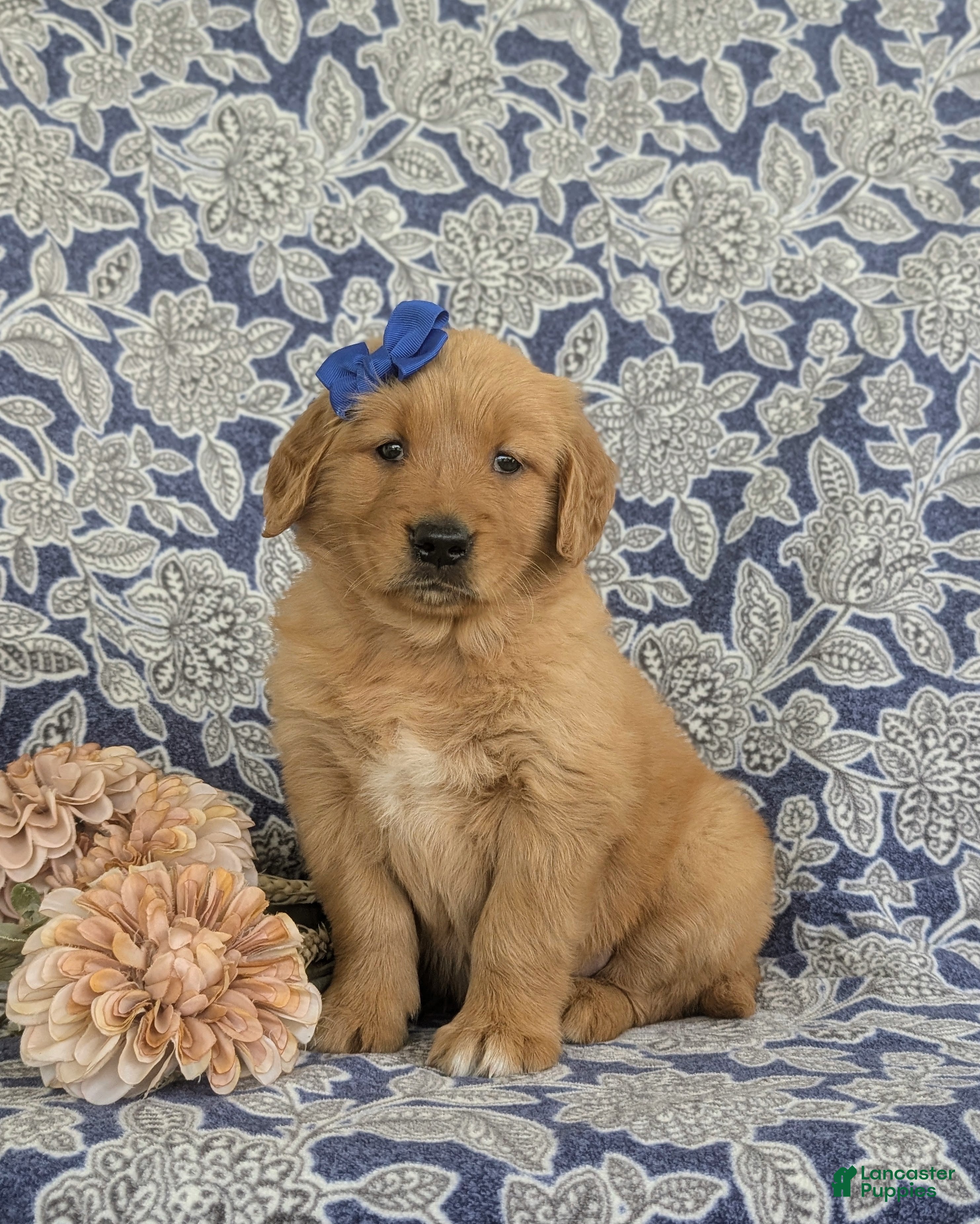 Golden Retriever dogs Makena - Ad 1