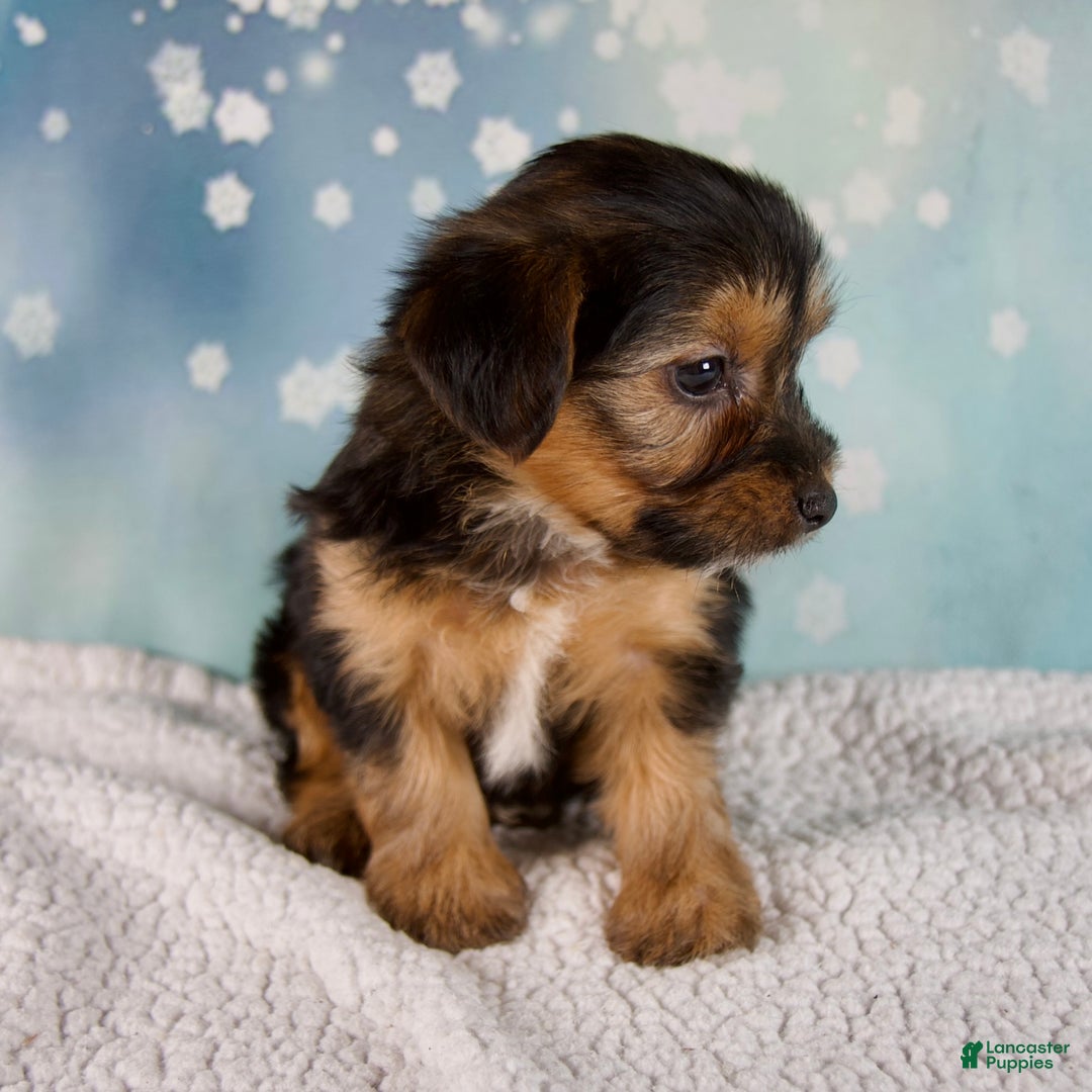 Morkie dogs for sale: Barbie - Ad 5