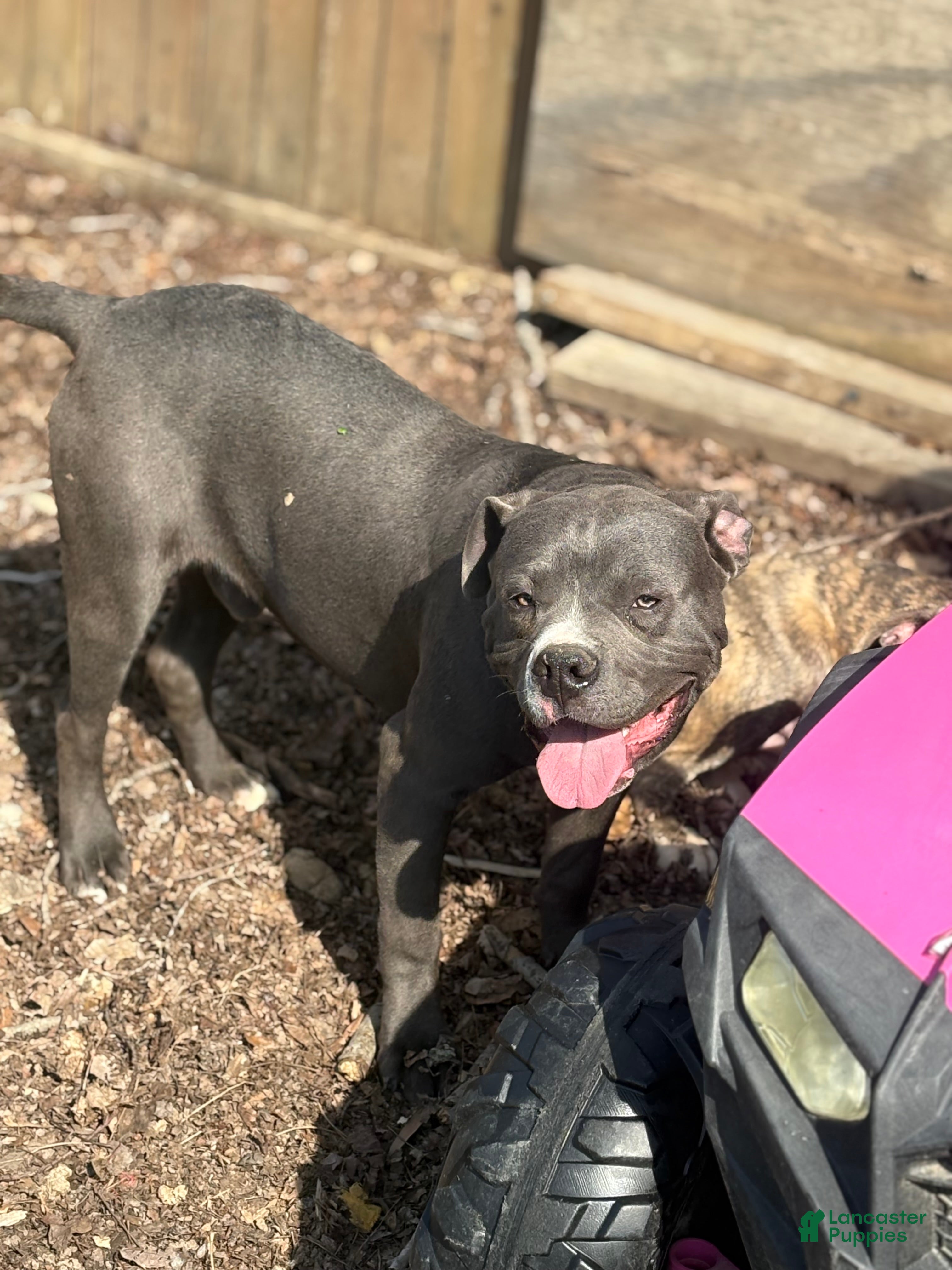 Mixed Breed dogs Bleu - Ad 1