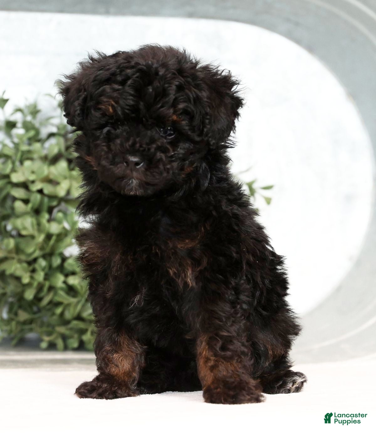 Toy Poodle dogs Lilly Toy - Ad 27