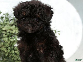 Toy Poodle dogs Lilly Toy - Ad 10