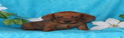 Miniature Dachshund dogs for sale: Dillon - Ad 1