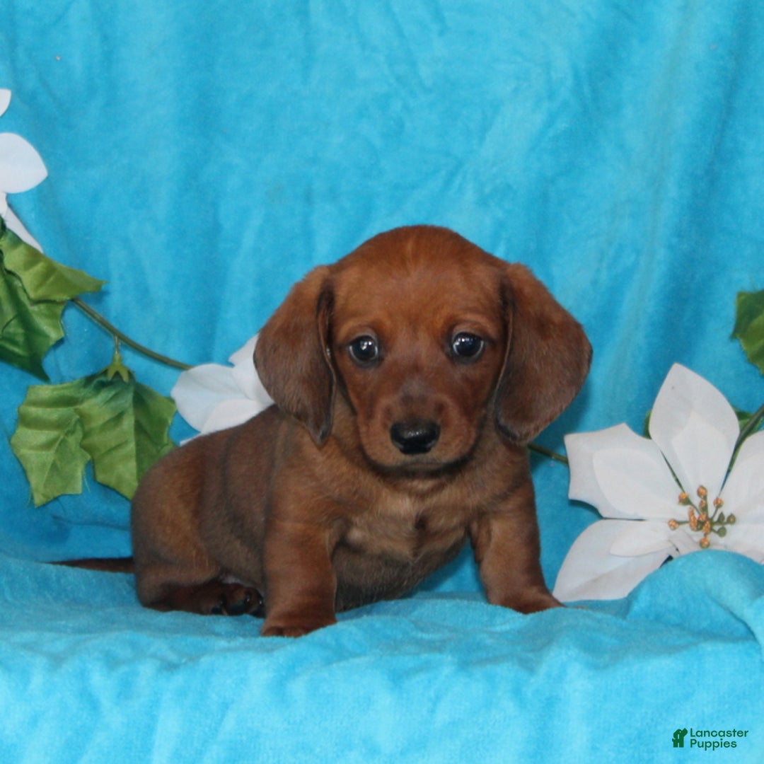 Miniature Dachshund dogs for sale: Dillon - Ad 1