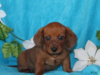 Miniature Dachshund dogs Dillon - Ad 25