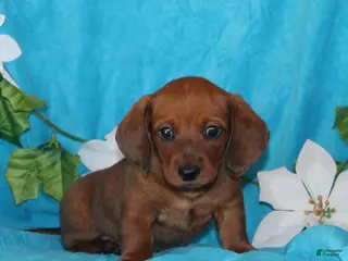 Miniature Dachshund dogs Dillon - Ad 19
