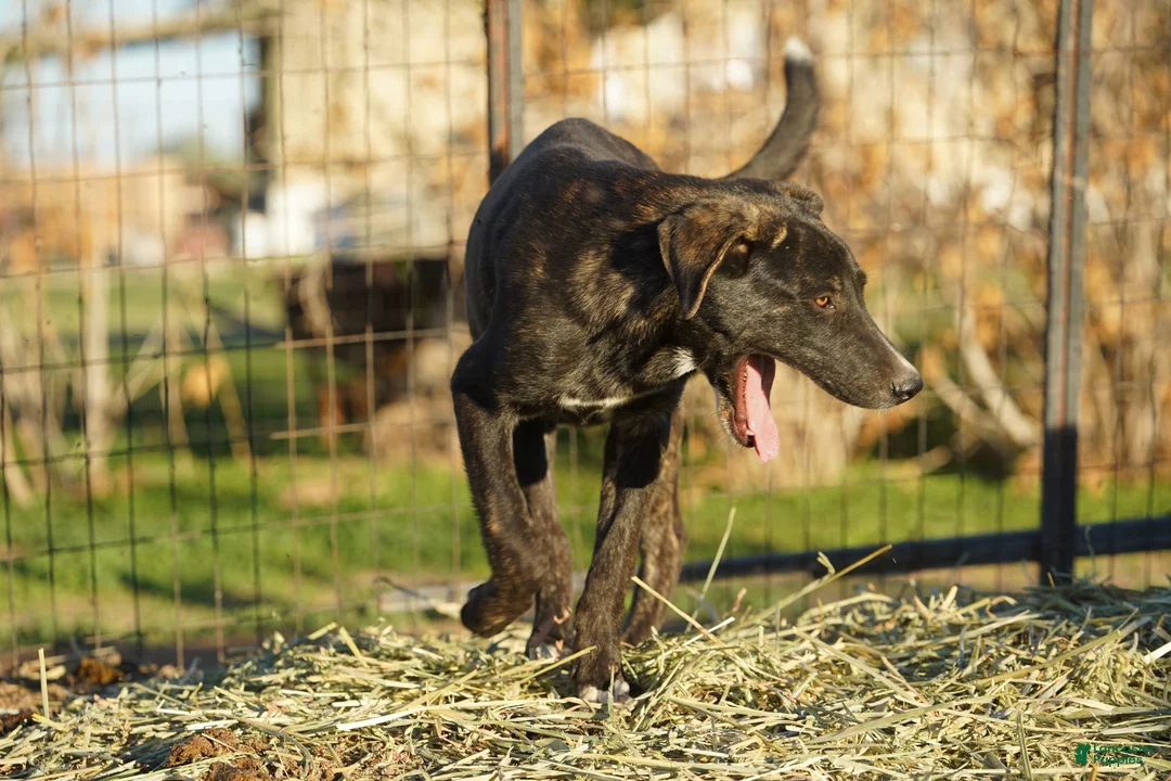 Mixed Breed dogs for sale: Bear Tiscar Farm Dog - Ad 9