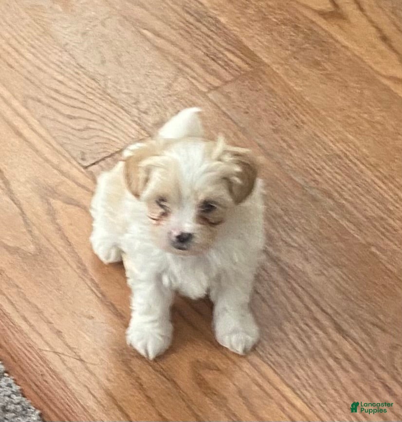Teddy Bear dogs Teddy Bear 1 - Ad 2