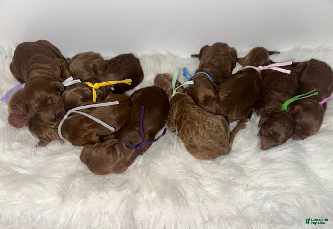 Goldendoodle dogs for sale: Girl 8 - Ad 5