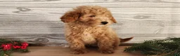 Mini Goldendoodle dogs for sale: Dover - Ad 13