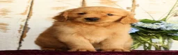 Golden Retriever dogs for sale: Jasper - Ad 1
