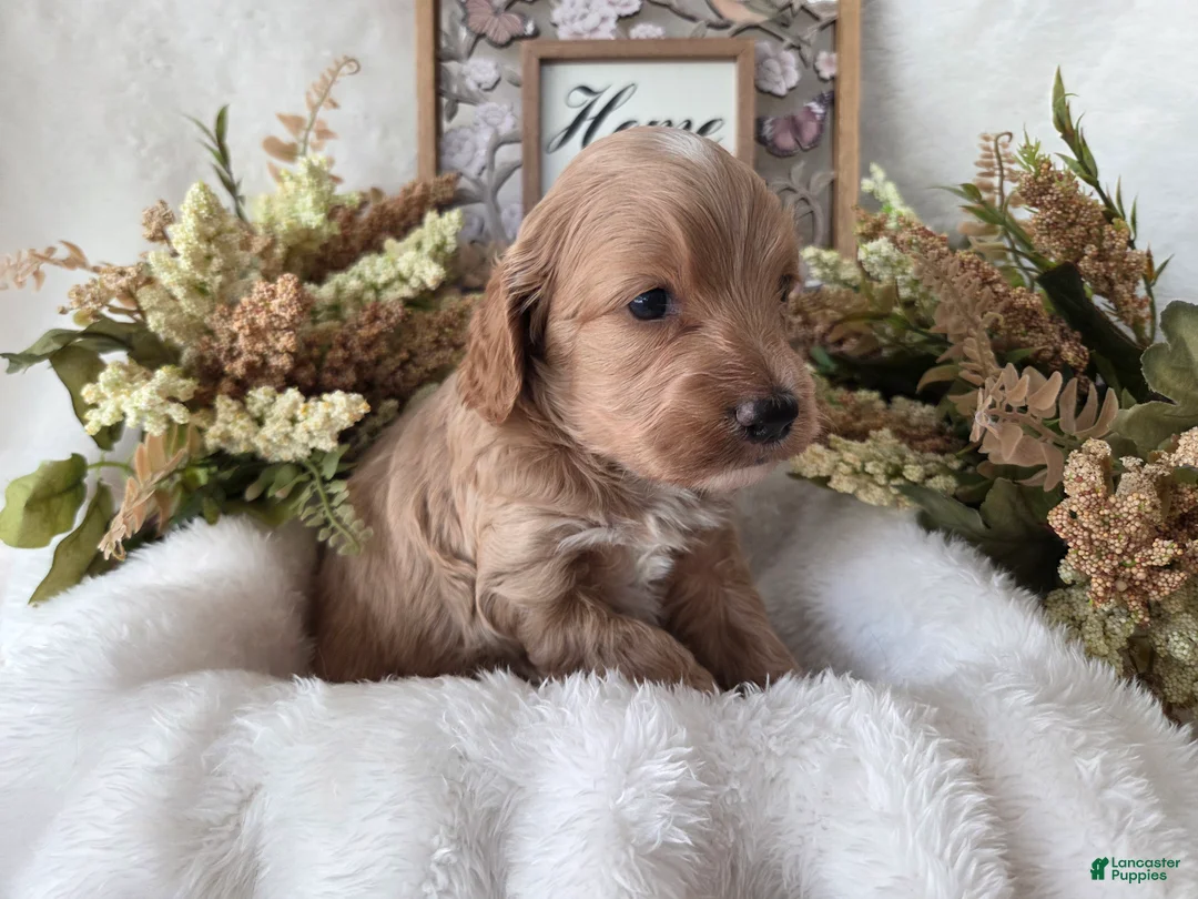 Cockapoo dogs for sale: Cockapoo Puppy 4 - Ad 3