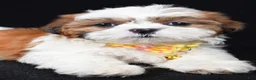 Shih Tzu dogs for sale: Tripp - Ad 3