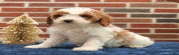 Cavapoo dogs for sale: Baxter  - Ad 3