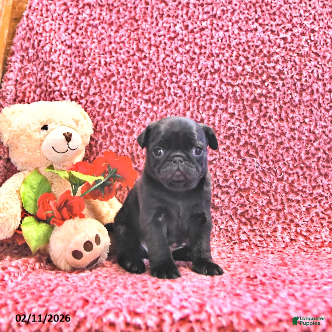 Mixed Breed dogs for sale: Coco  - Ad 1