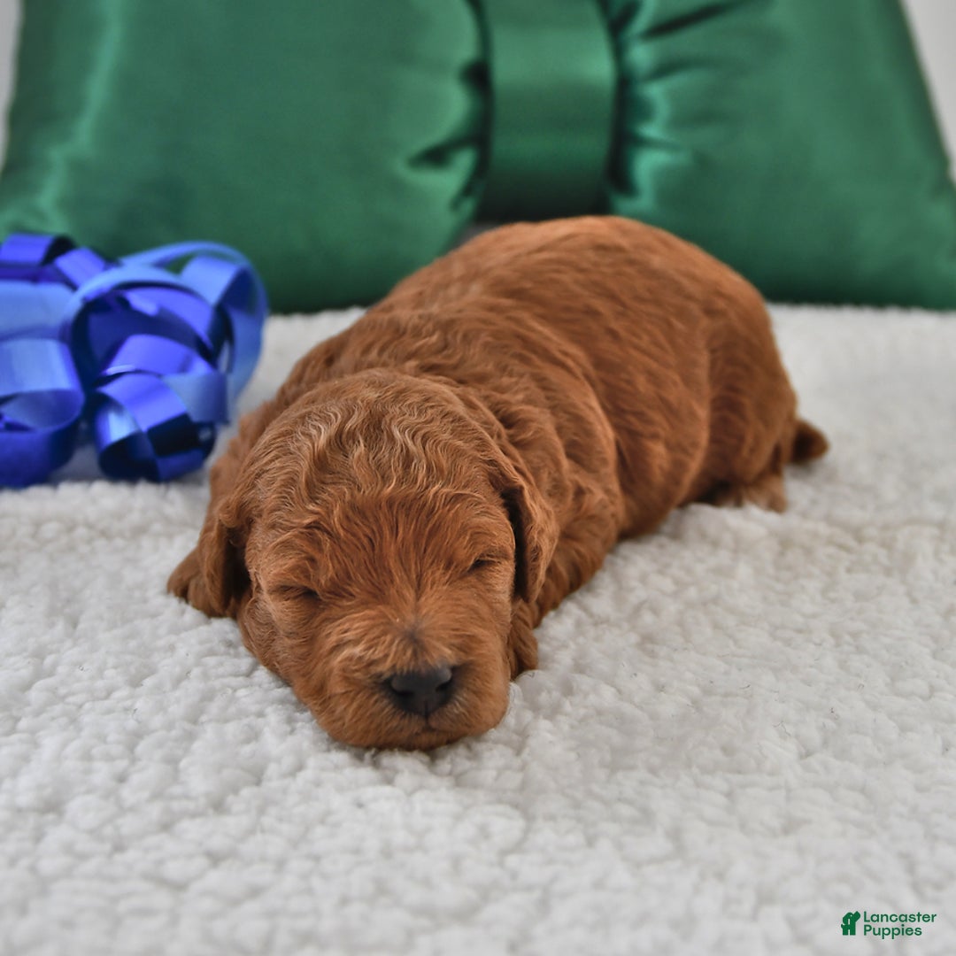 Mini Goldendoodle dogs for sale: Patches - Ad 2