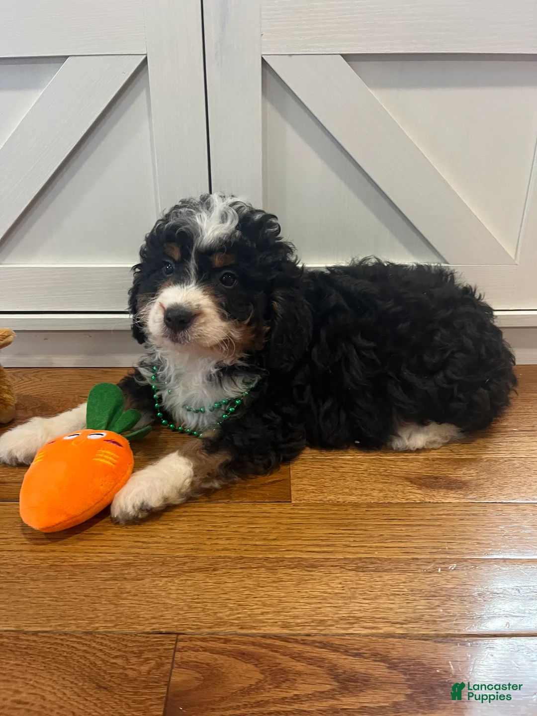 Mini Bernedoodle dogs for sale: Whiskey  - Ad 2