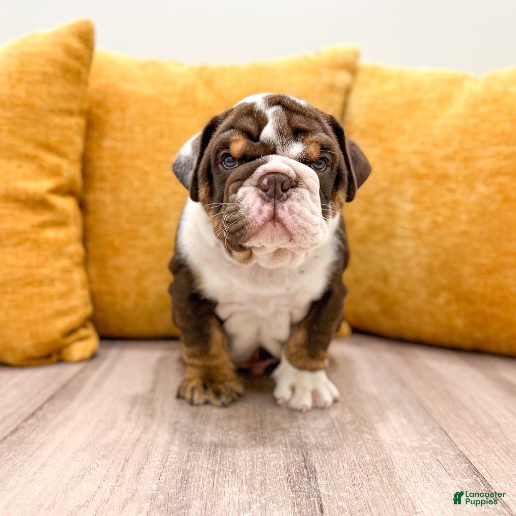 English Bulldog dogs Ely - Ad 1