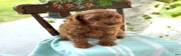 Miniature Poodle dogs for sale: Tangerine - Ad 3