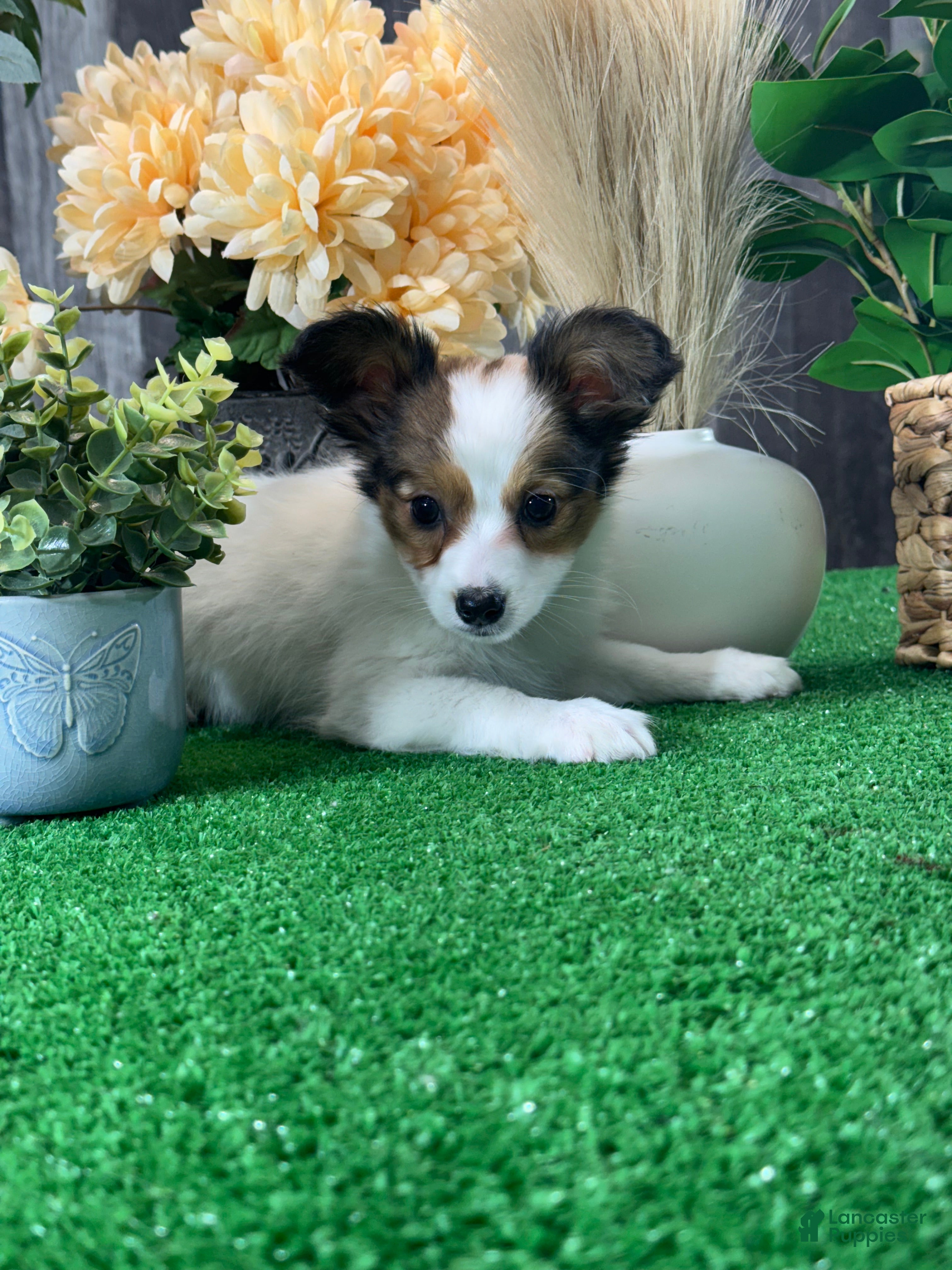 Papillon dogs Roxy - Ad 9