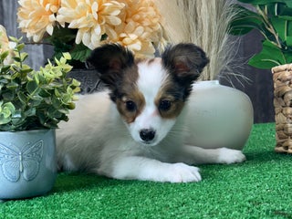Papillon dogs Roxy - Ad 28