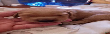 Golden Retriever Female 1