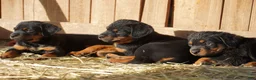 Rottweiler dogs for sale: Rottweiler F2 - Ad 20
