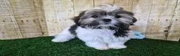 Shorkie dogs for sale: Cowboy - Ad 4