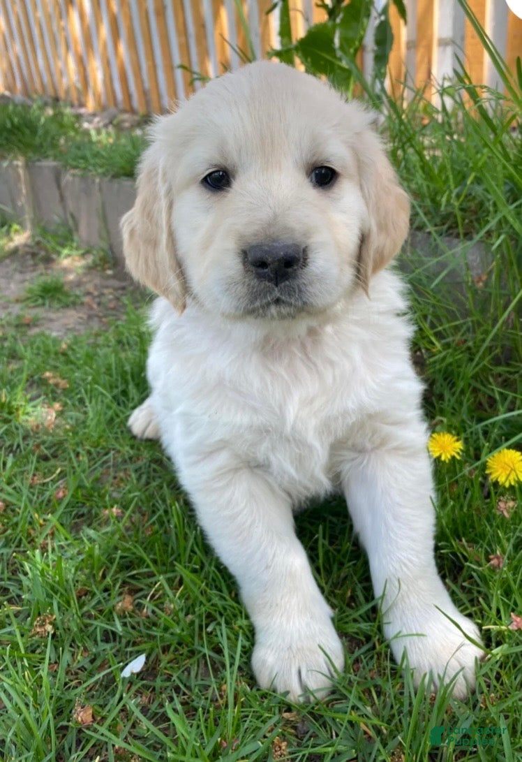 Golden Retriever dogs Golden Retriever Puppy 4 - Ad 1