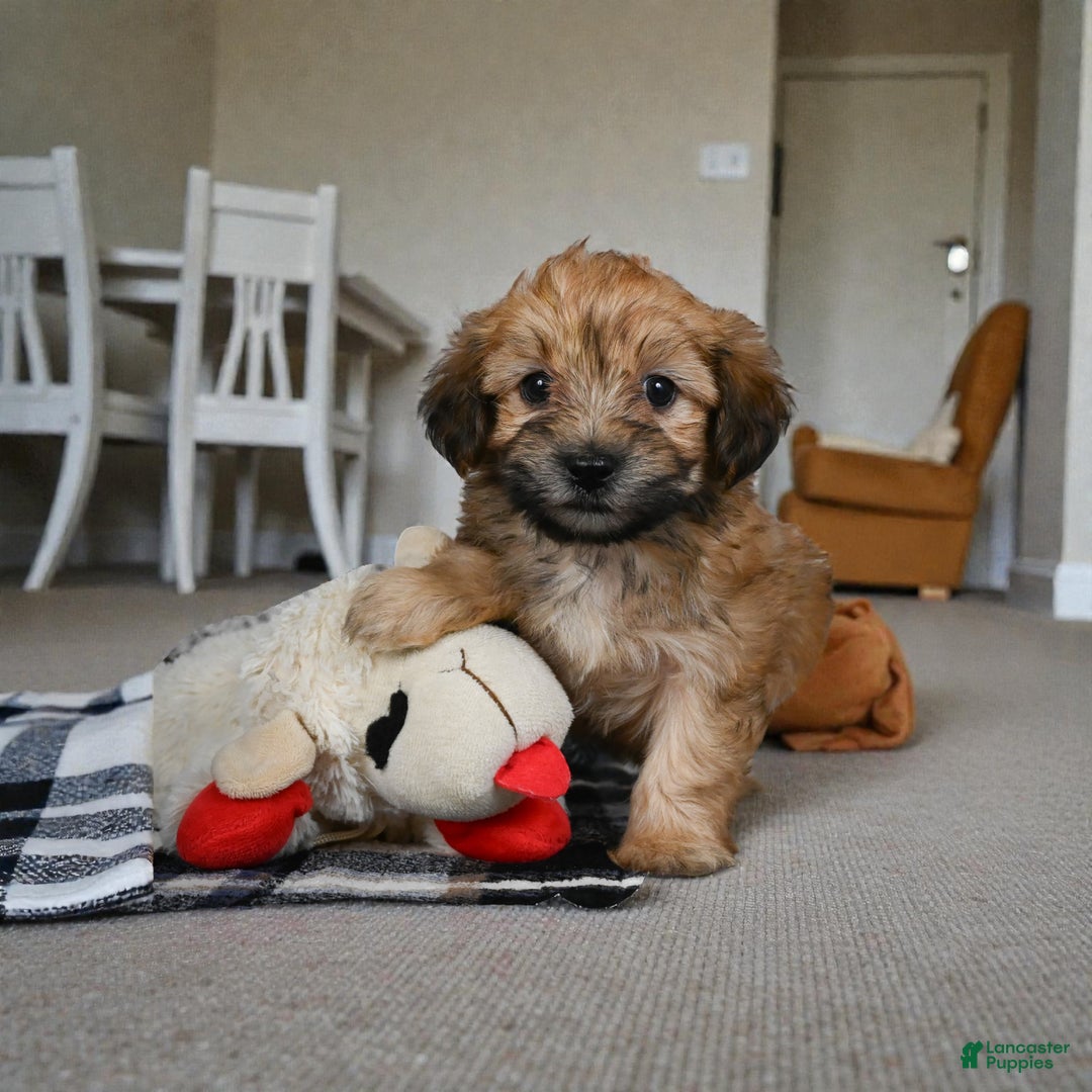 Morkie dogs for sale: BENTLEY - Ad 7