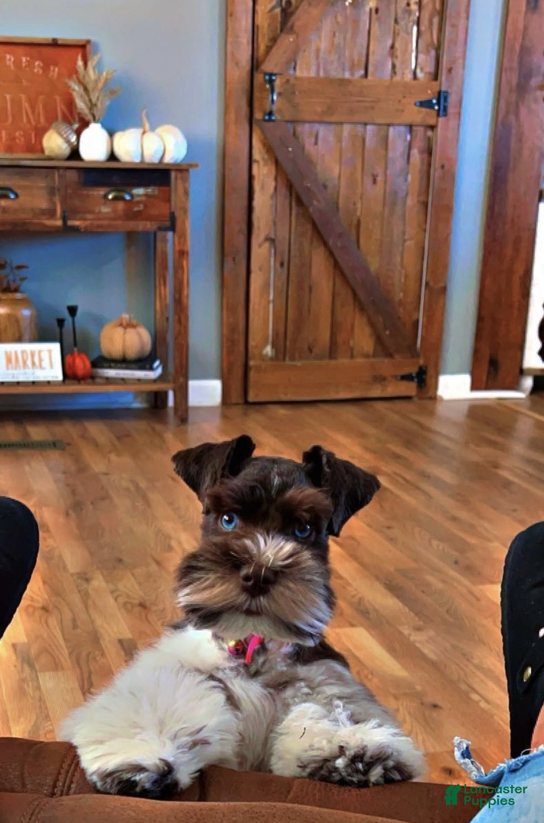 Gallery Image {{count}}